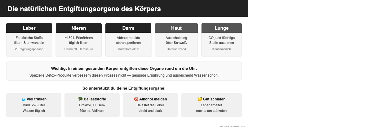 Infografik: Die 5 natürlichen Entgiftungsorgane Leber, Nieren, Darm, Haut und Lunge