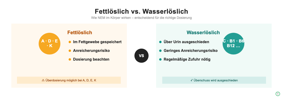 Infografik: Fettlösliche vs wasserlösliche Vitamine – Wie Nahrungsergänzungsmittel im Körper wirken