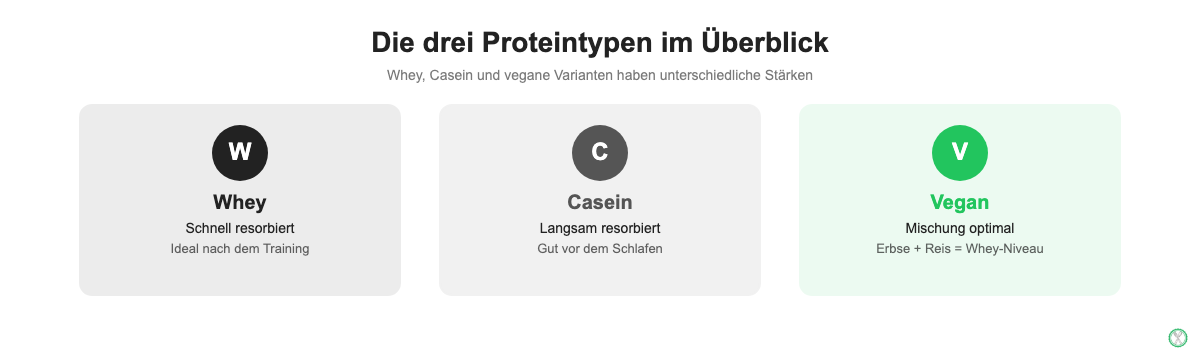Die drei Proteintypen im Überblick: Whey, Casein und vegane Varianten mit je spezifischen Stärken