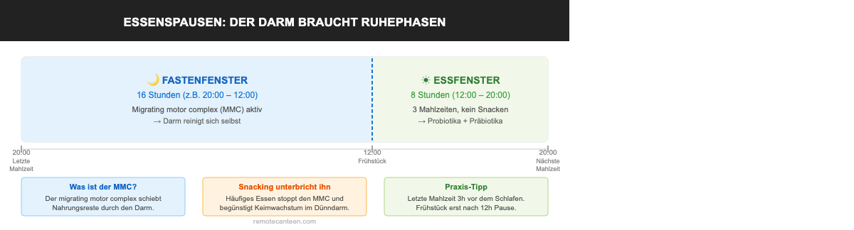Infografik: Essenspausen und Intervallfasten – Fastenfenster 16h vs. Essfenster 8h für einen gesunden Darm