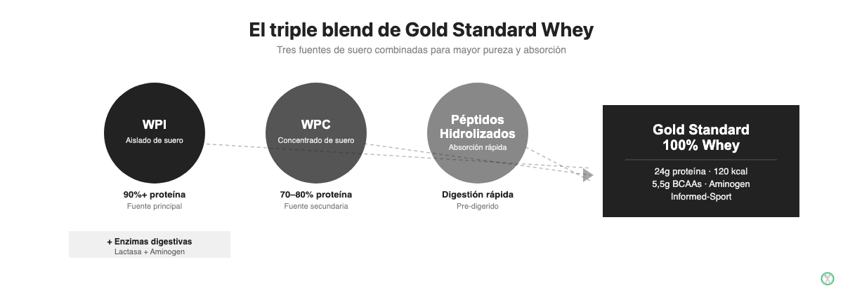 Diagrama del triple blend de Gold Standard Whey: WPI, concentrado de suero y péptidos hidrolizados