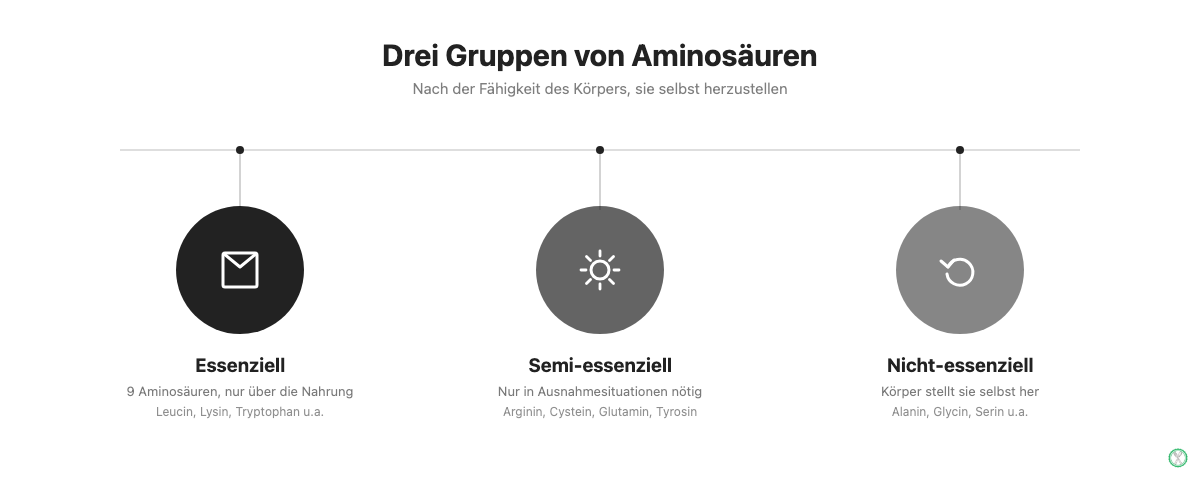 Drei Gruppen von Aminosäuren: essenziell, semi-essenziell und nicht-essenziell