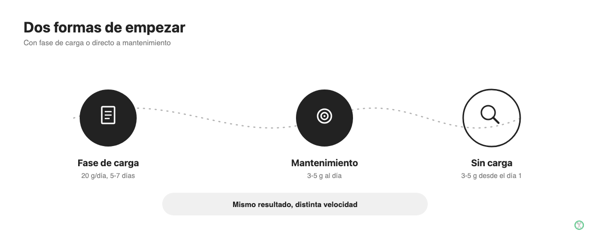 Fases de dosificación de creatina Optimum Nutrition: carga y mantenimiento