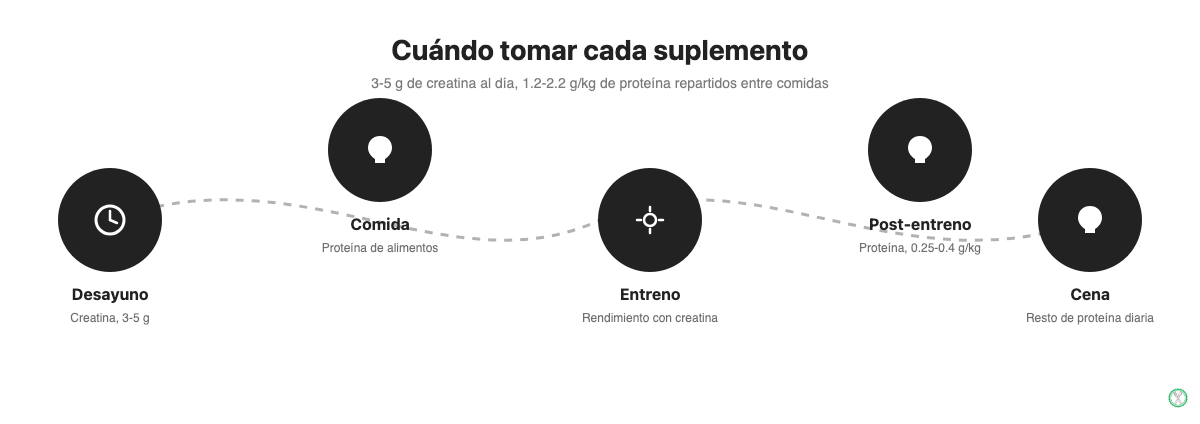 Línea de tiempo diaria mostrando cuándo tomar creatina y proteína: creatina en el desayuno, proteína repartida entre comidas y reforzada tras el entrenamiento
