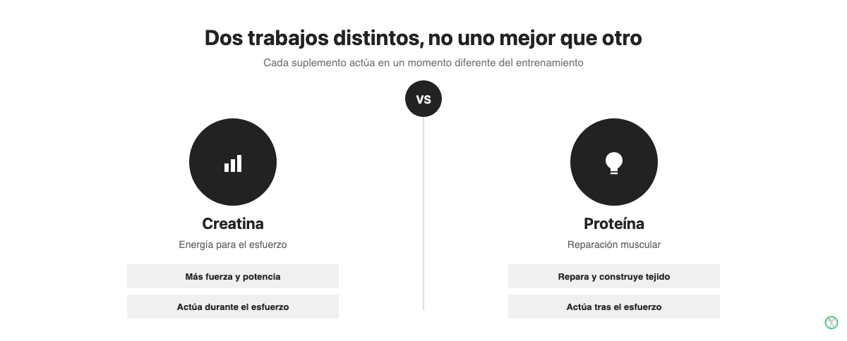 Comparación visual entre creatina y proteína: la creatina impulsa el rendimiento durante el esfuerzo, la proteína impulsa la reparación muscular después