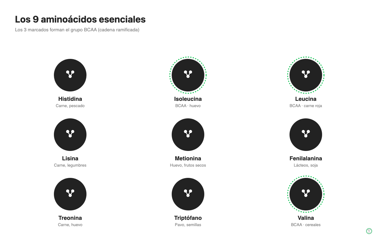 Los 9 aminoácidos esenciales con su función y fuente alimentaria principal