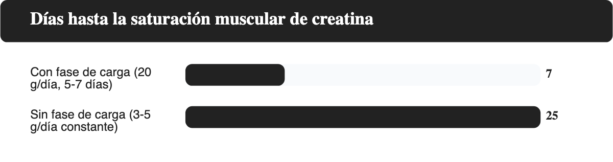 Comparativa de días hasta la saturación muscular de creatina con fase de carga frente a dosis constante sin fase de carga