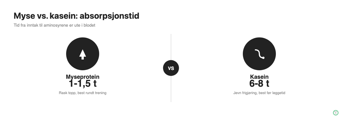 Sammenligning av absorpsjonstid: myseprotein tar 1-1,5 time, kasein tar 6-8 timer