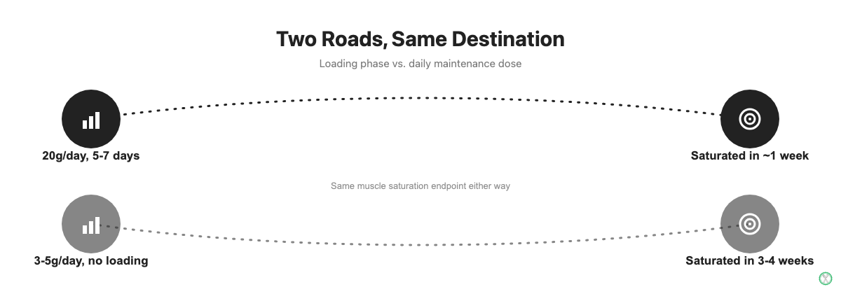 Loading phase of 20 grams per day for 5 to 7 days reaches muscle saturation in about a week, while 3 to 5 grams per day with no loading reaches the same saturation point in 3 to 4 weeks