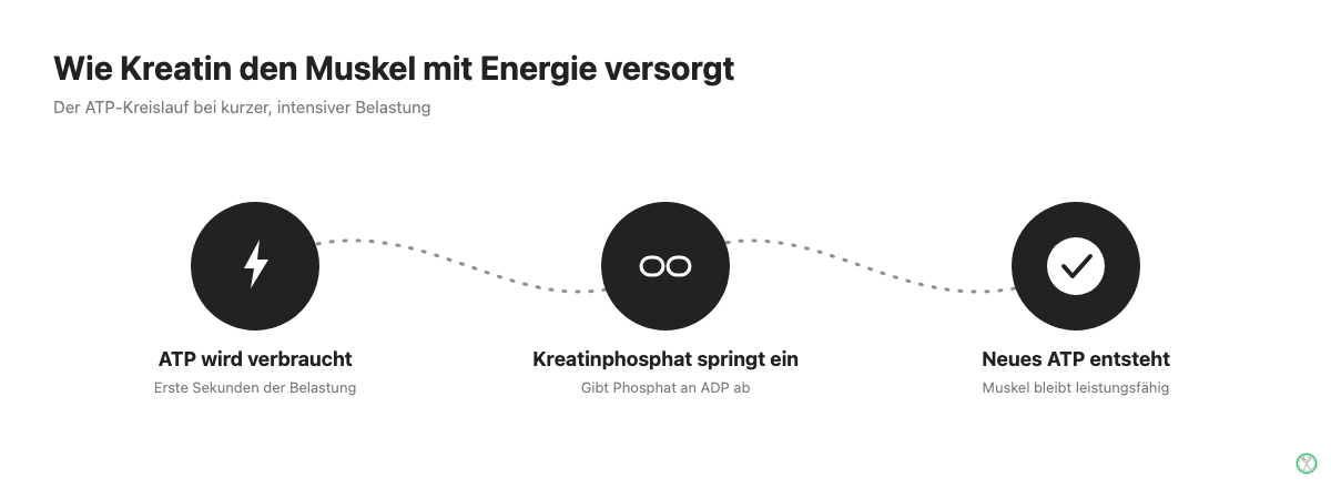 Diagramm: Wie Kreatin die ATP-Energieversorgung im Muskel unterstützt